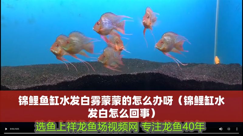 錦鯉魚缸水發白霧蒙蒙的怎么辦呀（錦鯉缸水發白怎么回事）