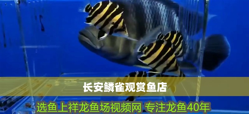 長安鱗雀觀賞魚店 長安鱗雀觀賞魚店 全國水族館企業(yè)名錄 第2張