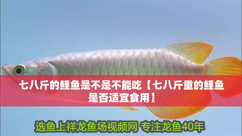 七八斤的鯉魚是不是不能吃【七八斤重的鯉魚是否適宜食用】