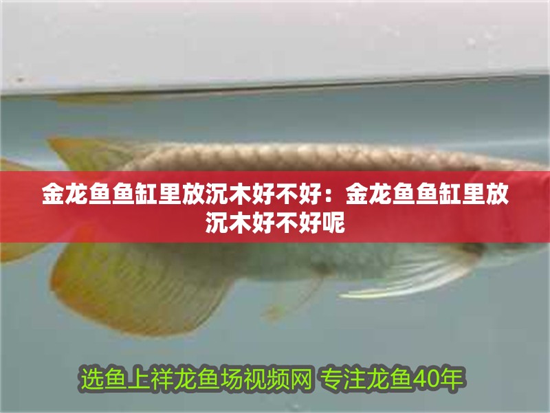 金龍魚(yú)魚(yú)缸里放沉木好不好：金龍魚(yú)魚(yú)缸里放沉木好不好呢