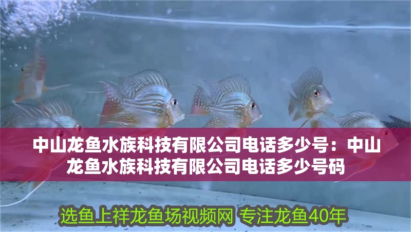 中山龍魚水族科技有限公司電話多少號：中山龍魚水族科技有限公司電話多少號碼
