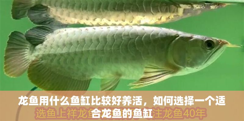 龍魚用什么魚缸比較好養活，如何選擇一個適合龍魚的魚缸