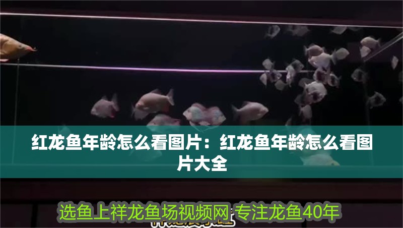 紅龍魚年齡怎么看圖片：紅龍魚年齡怎么看圖片大全