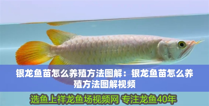 銀龍魚苗怎么養(yǎng)殖方法圖解：銀龍魚苗怎么養(yǎng)殖方法圖解視頻