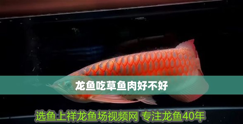 龍魚吃草魚肉好不好