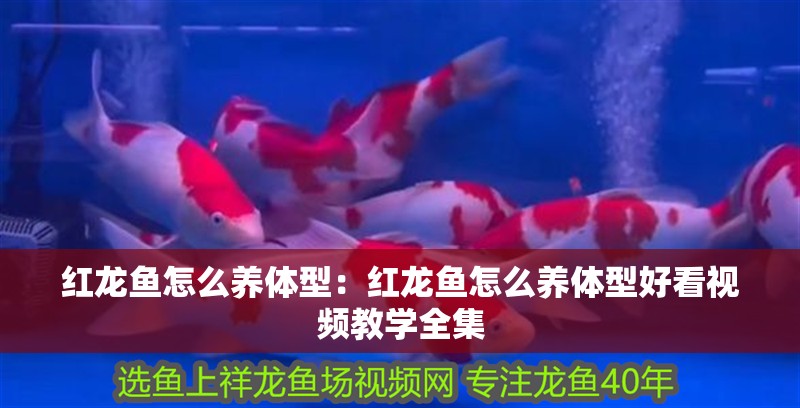 紅龍魚怎么養體型：紅龍魚怎么養體型好看視頻教學全集