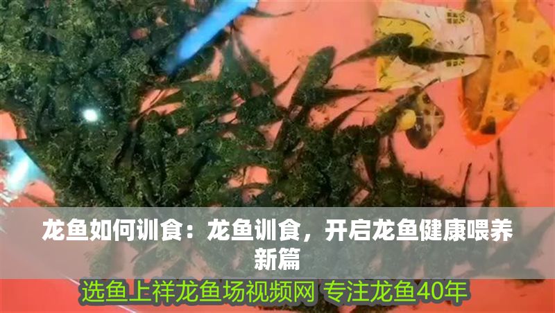 龍魚如何訓(xùn)食：龍魚訓(xùn)食，開啟龍魚健康喂養(yǎng)新篇