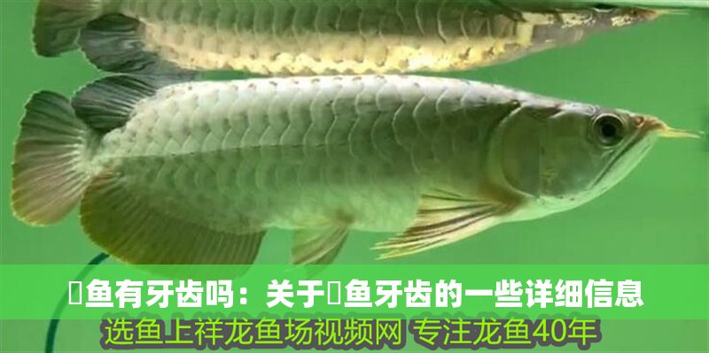 魟魚(yú)有牙齒嗎：關(guān)于魟魚(yú)牙齒的一些詳細(xì)信息