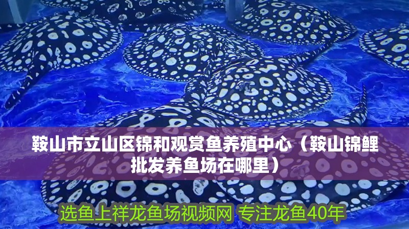 鞍山市立山區(qū)錦和觀賞魚(yú)養(yǎng)殖中心（鞍山錦鯉批發(fā)養(yǎng)魚(yú)場(chǎng)在哪里） 鞍山市立山區(qū)錦和觀賞魚(yú)養(yǎng)殖中心（鞍山錦鯉批發(fā)養(yǎng)魚(yú)場(chǎng)在哪里） 全國(guó)水族館企業(yè)名錄