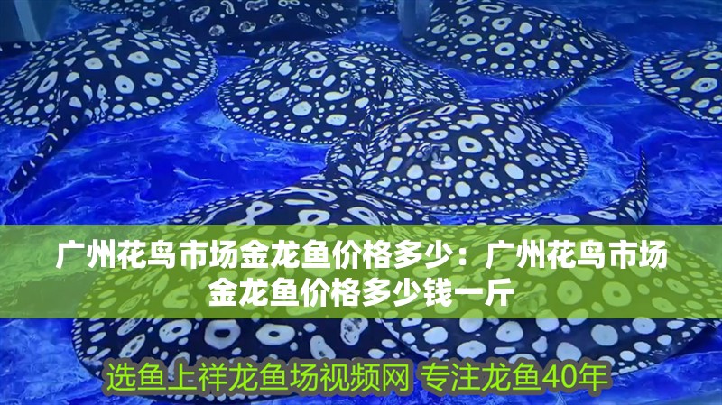 廣州花鳥市場金龍魚價格多少：廣州花鳥市場金龍魚價格多少錢一斤