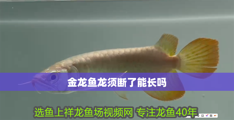 金龍魚龍須斷了能長嗎 金龍魚龍須斷了能長嗎 龍魚百科 第1張