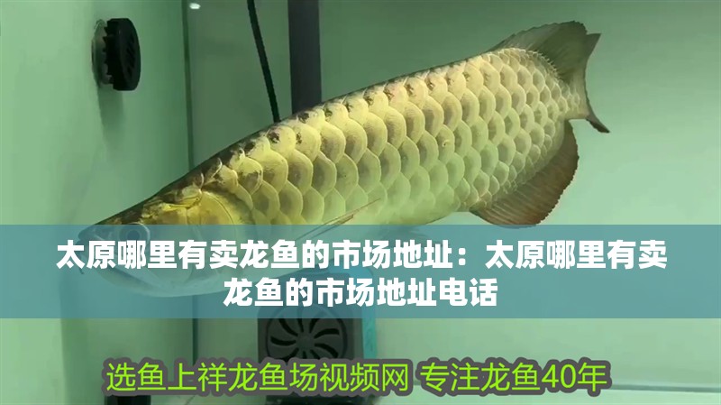 太原哪里有賣龍魚的市場地址：太原哪里有賣龍魚的市場地址電話