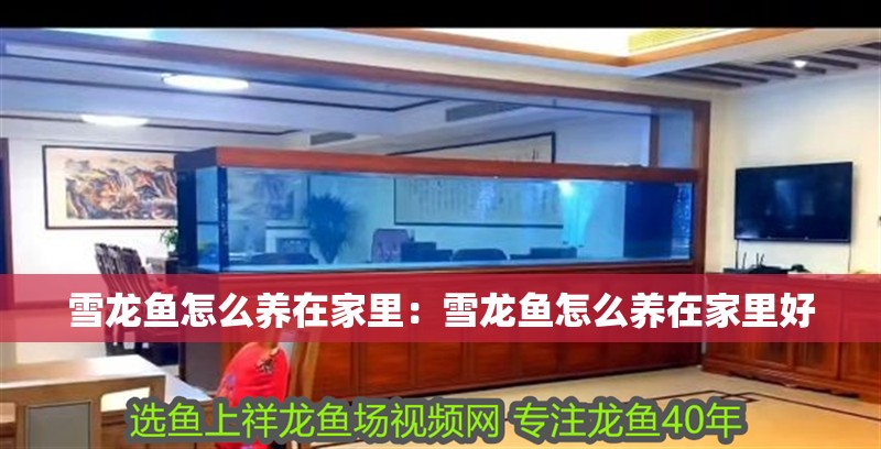 雪龍魚怎么養在家里：雪龍魚怎么養在家里好 雪龍魚怎么養在家里：雪龍魚怎么養在家里好 水族問答