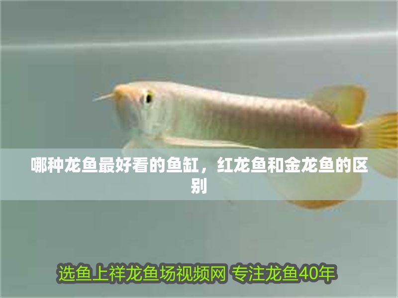 哪種龍魚最好看的魚缸，紅龍魚和金龍魚的區(qū)別