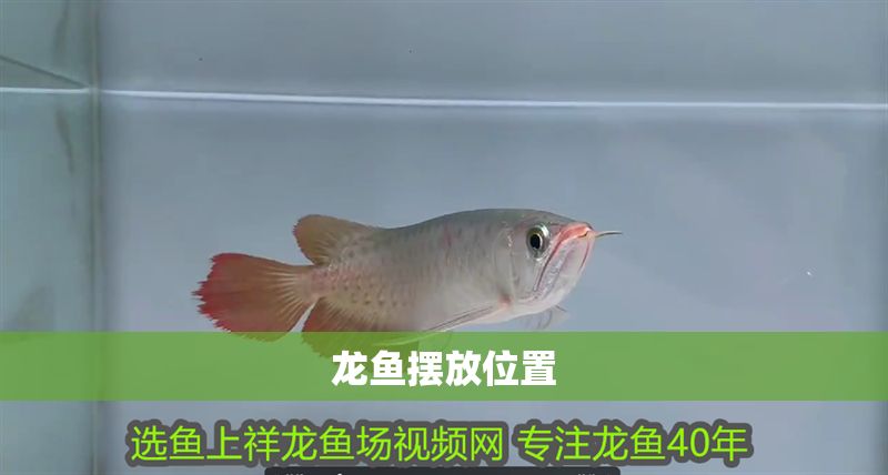 龍魚(yú)擺放位置