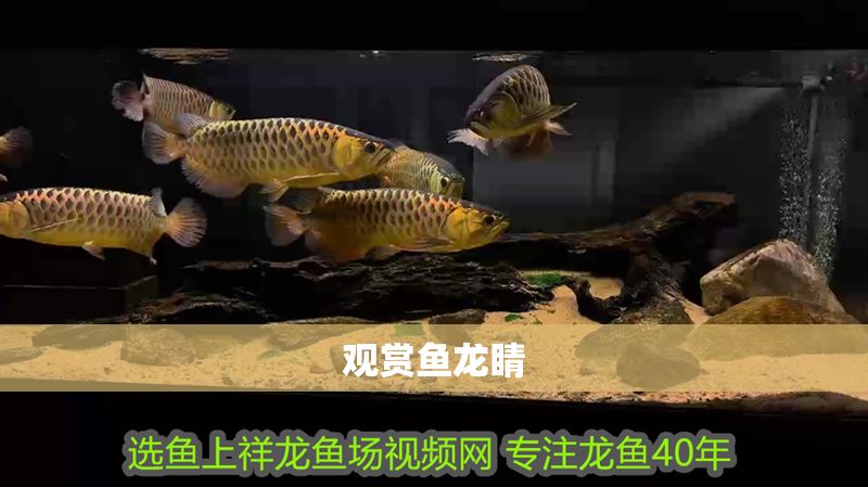 觀賞魚龍睛