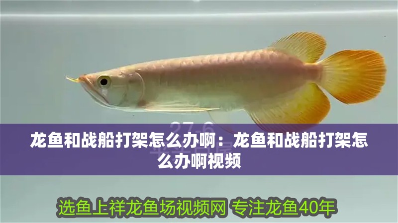 龍魚和戰船打架怎么辦啊：龍魚和戰船打架怎么辦啊視頻