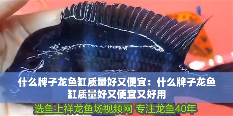 什么牌子龍魚缸質(zhì)量好又便宜：什么牌子龍魚缸質(zhì)量好又便宜又好用