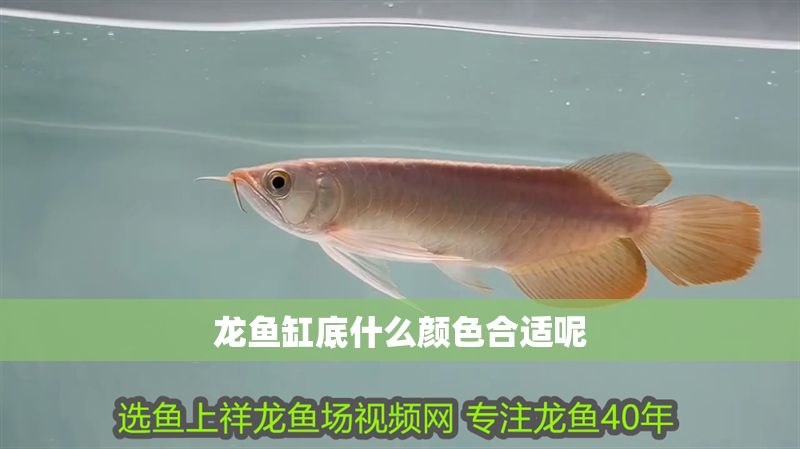 龍魚缸底什么顏色合適呢