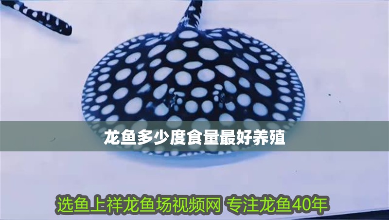 龍魚多少度食量最好養殖