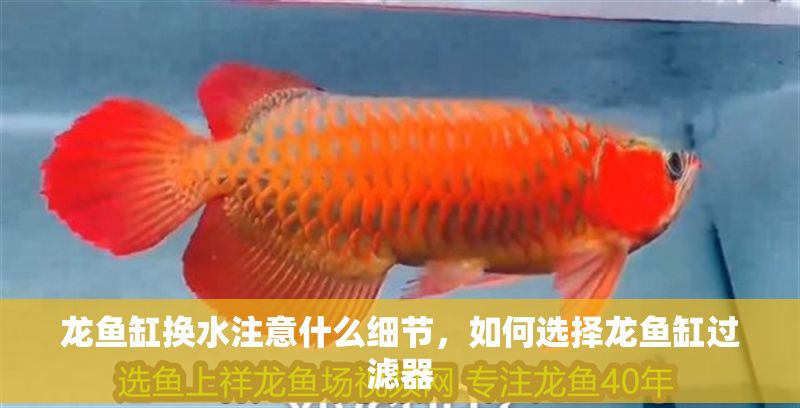 龍魚缸換水注意什么細節(jié)，如何選擇龍魚缸過濾器 龍魚缸換水注意什么細節(jié)，如何選擇龍魚缸過濾器 魚缸百科 第6張