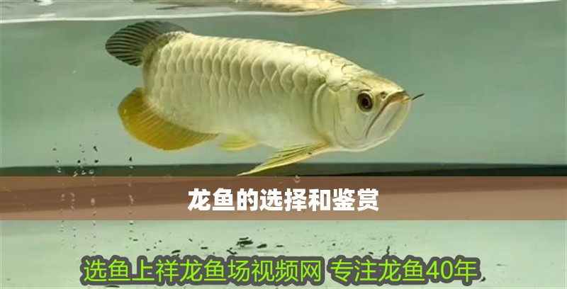 龍魚的選擇和鑒賞