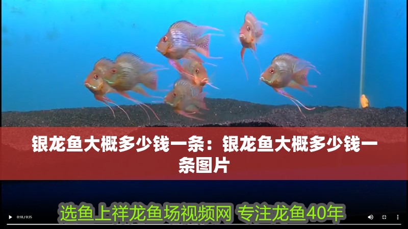 銀龍魚大概多少錢一條：銀龍魚大概多少錢一條圖片