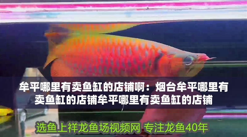 牟平哪里有賣魚缸的店鋪啊：煙臺牟平哪里有賣魚缸的店鋪牟平哪里有賣魚缸的店鋪
