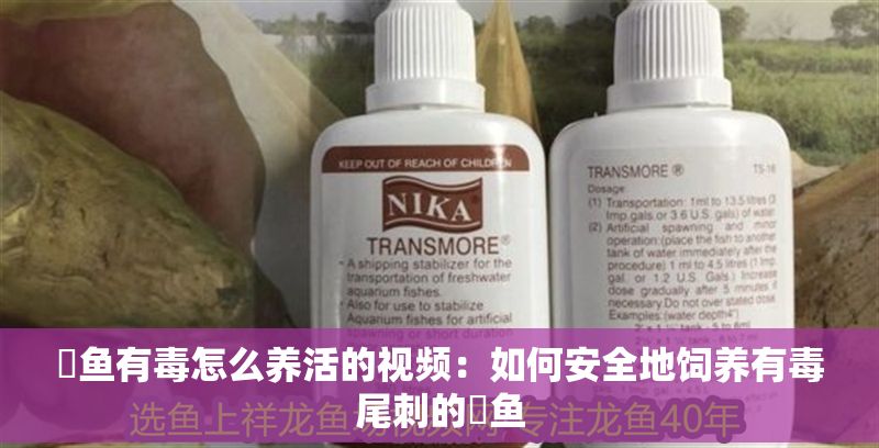 魟魚有毒怎么養(yǎng)活的視頻：如何安全地飼養(yǎng)有毒尾刺的魟魚