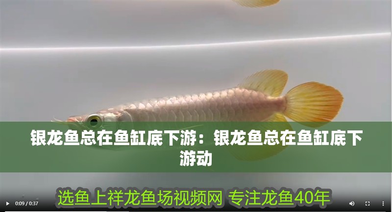 銀龍魚總在魚缸底下游:銀龍魚總在魚缸底下游動 水族問答 銀龍魚總在魚缸底下游:銀龍魚總在魚缸底下游動 銀龍魚總在魚缸底下游:銀龍魚總在魚缸底下游動 水族問答