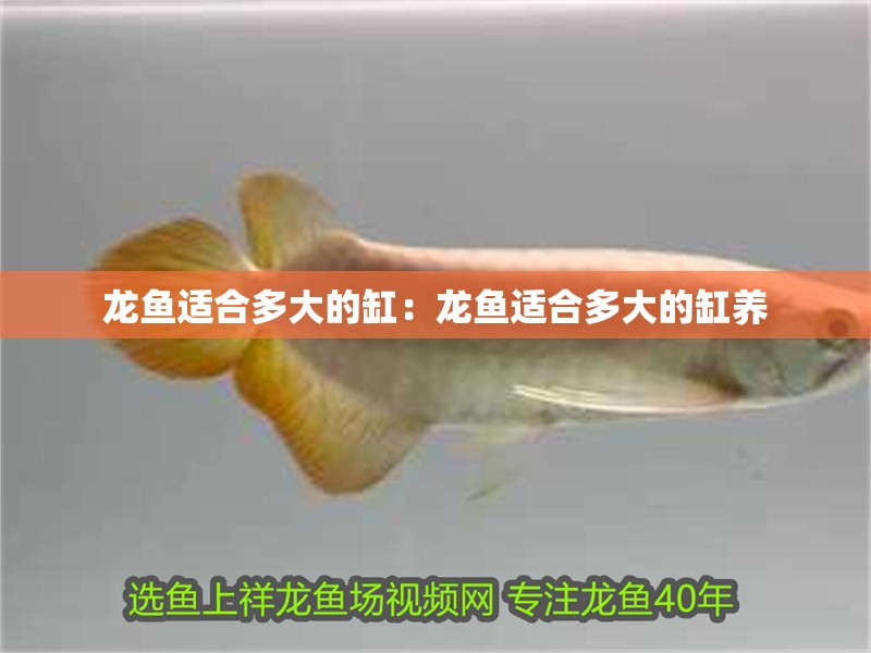 龍魚適合多大的缸：龍魚適合多大的缸養