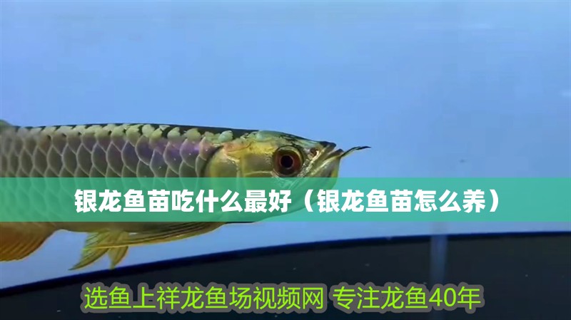 銀龍魚苗吃什么最好（銀龍魚苗怎么養(yǎng)）