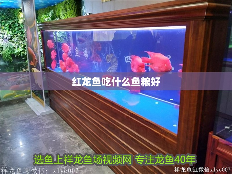 紅龍魚吃什么魚糧好 紅龍魚吃什么魚糧好 龍魚百科 第1張