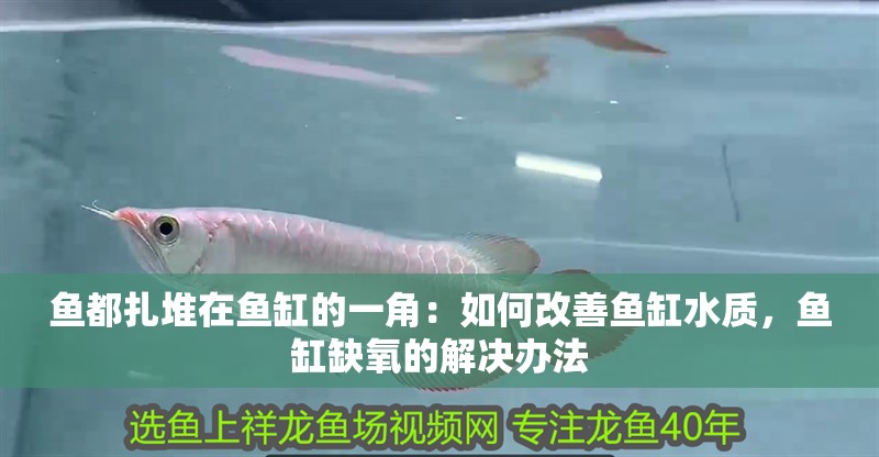魚都扎堆在魚缸的一角：如何改善魚缸水質，魚缸缺氧的解決辦法