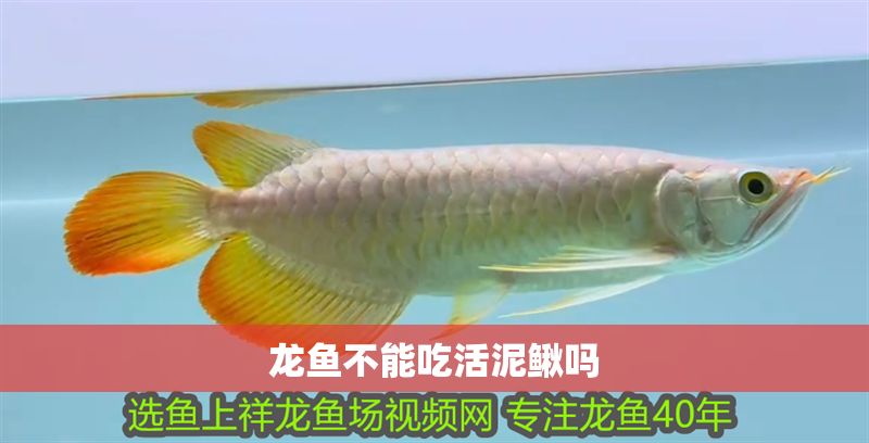 龍魚不能吃活泥鰍嗎