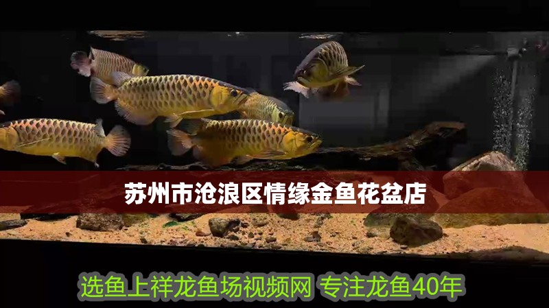 蘇州市滄浪區情緣金魚花盆店
