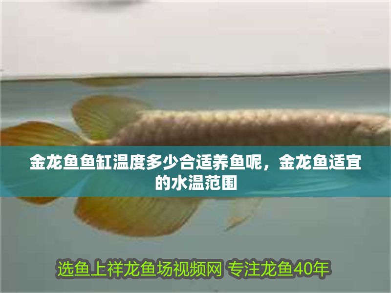 金龍魚魚缸溫度多少合適養魚呢，金龍魚適宜的水溫范圍