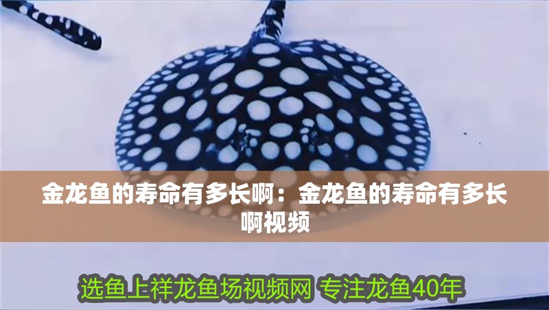 金龍魚的壽命有多長?。航瘕堲~的壽命有多長啊視頻