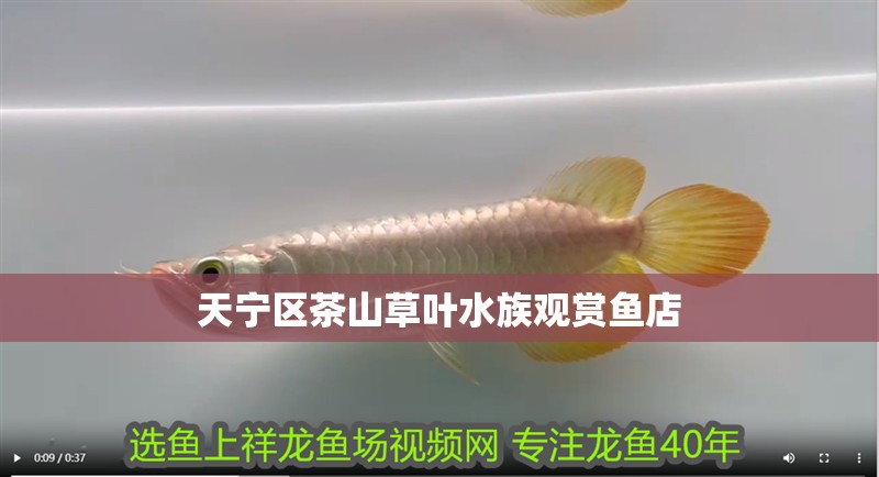 天寧區茶山草葉水族觀賞魚店