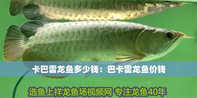 卡巴雷龍魚多少錢：巴卡雷龍魚價錢