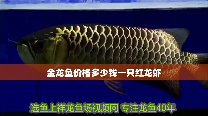 金龍魚價(jià)格多少錢一只紅龍蝦