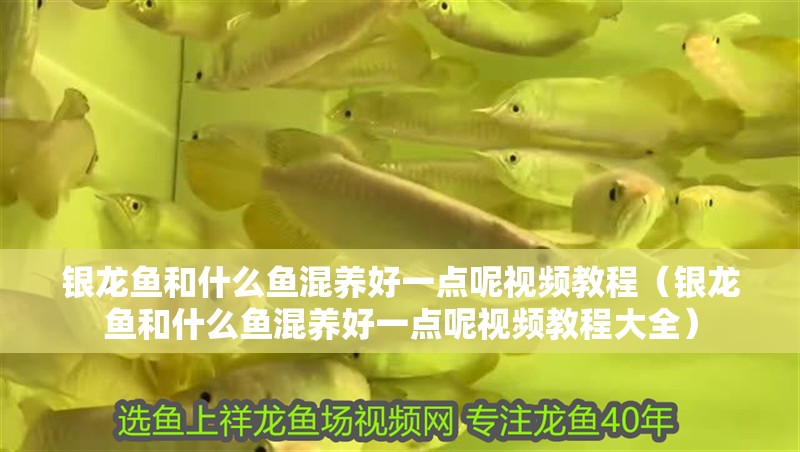 銀龍魚和什么魚混養好一點呢視頻教程（銀龍魚和什么魚混養好一點呢視頻教程大全）