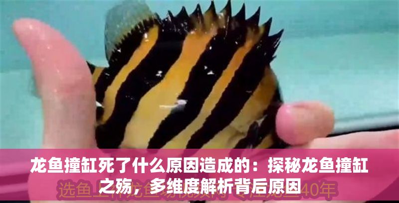 龍魚撞缸死了什么原因造成的：探秘龍魚撞缸之殤，多維度解析背后原因