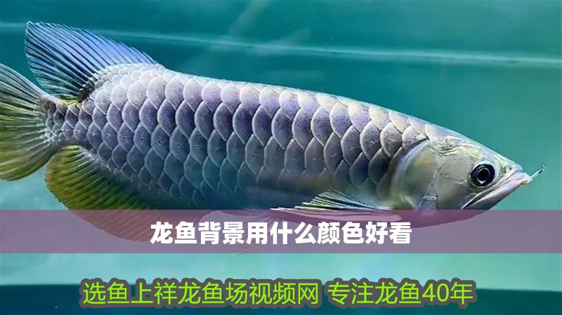 龍魚背景用什么顏色好看 龍魚背景用什么顏色好看 龍魚百科 第2張