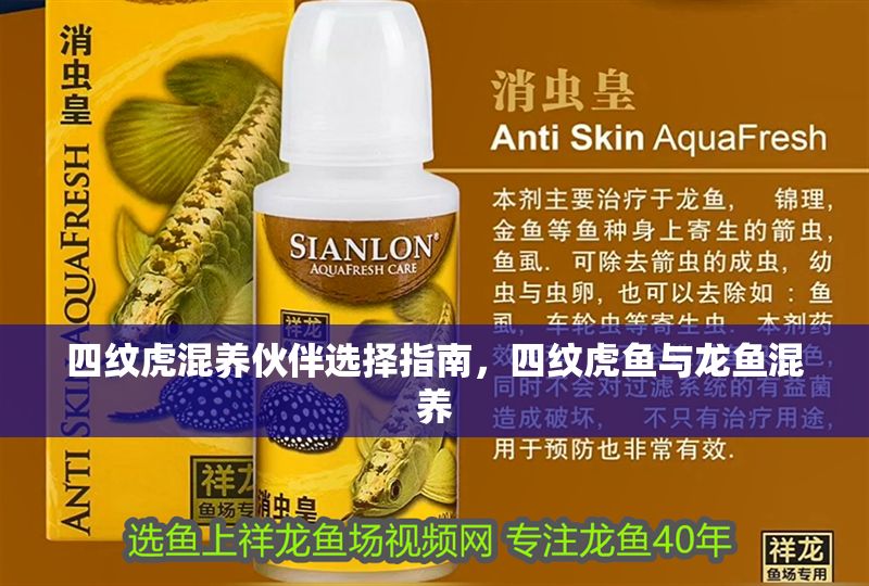 四紋虎混養(yǎng)伙伴選擇指南，四紋虎魚(yú)與龍魚(yú)混養(yǎng)