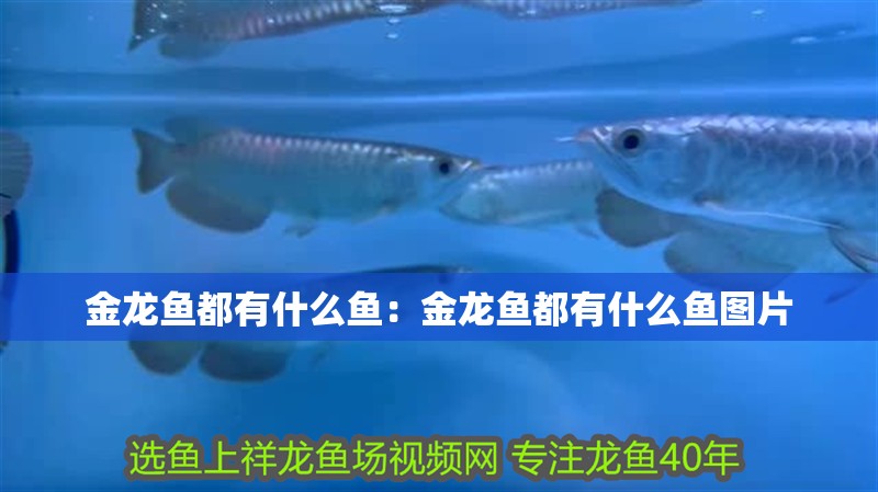 觀賞魚(yú)種類(lèi)龍魚(yú)大全