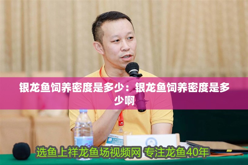 銀龍魚(yú)飼養(yǎng)密度是多少:銀龍魚(yú)飼養(yǎng)密度是多少啊 水族問(wèn)答 銀龍魚(yú)飼養(yǎng)密度是多少:銀龍魚(yú)飼養(yǎng)密度是多少啊 銀龍魚(yú)飼養(yǎng)密度是多少:銀龍魚(yú)飼養(yǎng)密度是多少啊 水族問(wèn)答