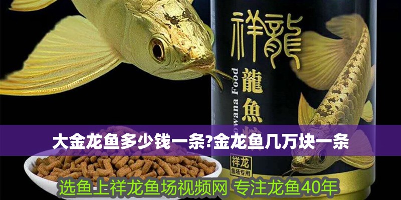 大金龍魚多少錢一條?金龍魚幾萬塊一條
