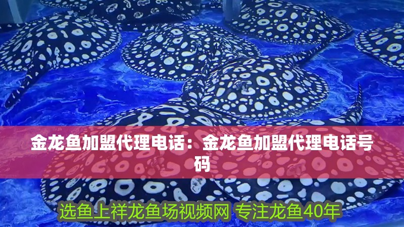 金龍魚加盟代理電話：金龍魚加盟代理電話號碼
