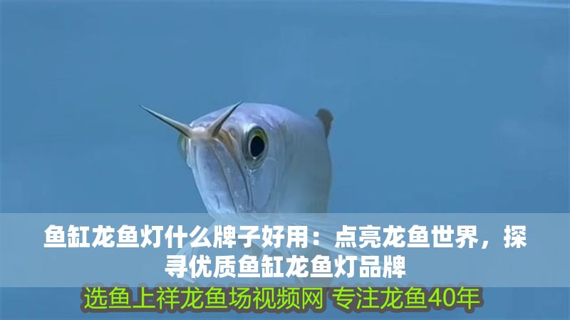 魚缸龍魚燈什么牌子好用：點亮龍魚世界，探尋優質魚缸龍魚燈品牌